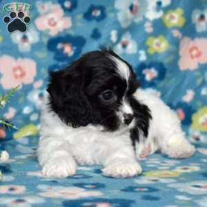Tux, Cavachon Puppy